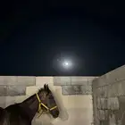 خيل