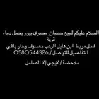 حصان مصري بيور