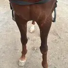 خيل شعبي كفو