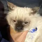 قطه شيرازي لعوب نظيف يسمع الكلام