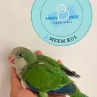 فرخ كويكر اخضر