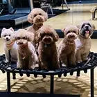 مدرب كلاب محترف بالرياض