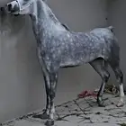 (فرس) فاخره لقاح منوة القناي