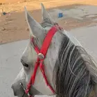 حصان شعبي كفوو