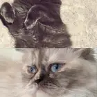 تبني