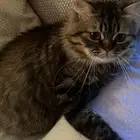 قط طالب تزاوج