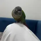 طيور