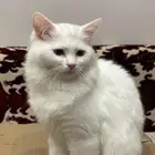 قطط شيرازية للبيع