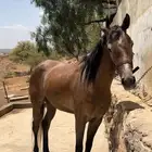 فرس كفو