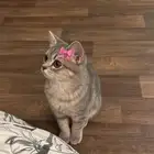 قطه سكوتش ستريت