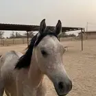 مهر واهو باوراقه