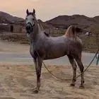 حصان شعبي فاخر