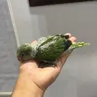 فرخ كويكر مجنون غررر