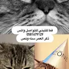 قط للتبني