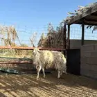 للبيع فحل حري مشروط ضراب وحار مع الغنم