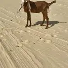جفره خصمم