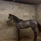 مهره عربيه