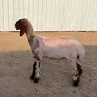 رخل خصم