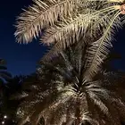 دجاجتين وديك وبط بكيني جوز شرط تبييض