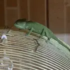 حرباء