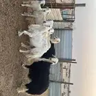 غنم حري ونجدي