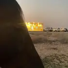 حصان انجليزي للبيع
