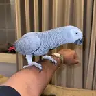 كاسكو كبتن كلام