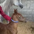 فرس شعبيه