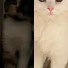 قطط تبني