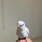 روز اليف