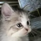 قطوه شرازيه للبيع 200 العمر شهرين مطعم مره واحده