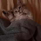 قطط صغيره للبيع