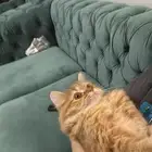 قطة تبني