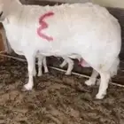 شاتين مقاني ناهيات تحتهن رخلين