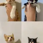 بسه
