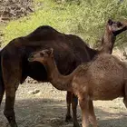 ناقه وولدها