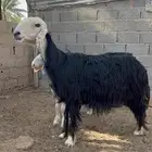 شاه نجديه فاخره تحتها رخل