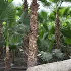 نخل واشنطونيا نخل زينه نخل أمريكي