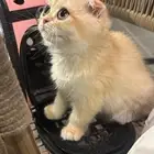 قطوه سكوتش فولد