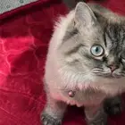 قطه هملايا للبيع بسعر مناسب