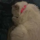 قطة مفقوده
