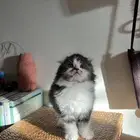 قطه صغيره كيتن للبيع