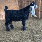للبيع تيس (تم البيع )