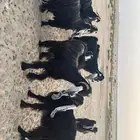 معزا عوراض دفيع