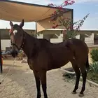 رمكة انجليزيه