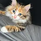 قطه شيرازي للبيع