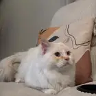 قط ضايع للتبني سبحته وهذا لونه العمر سنه ونص ذكر