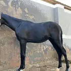 مهر ادهم