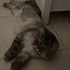قطوه بسه للتبني برسوم