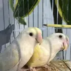 زوج روز اينو